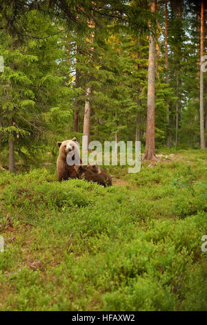 Ours brun suckling oursons en forêt. L'allaitement l'ours oursons. Banque D'Images