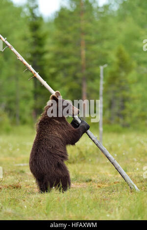 Tenir debout et tenant d'un arbre. La pendaison de l'ours sur un arbre. Banque D'Images