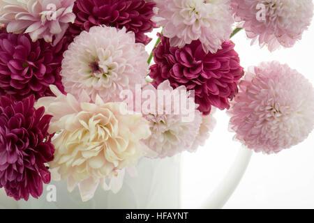 Fleurs en pot de thé blanc sur fond blanc Banque D'Images