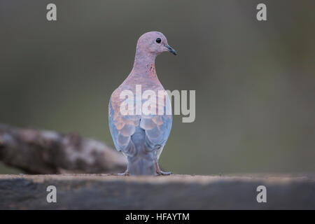 Laughing Dove Streptopelia senegalensis vu de derrière au niveau de l'oeil montrant buff rosâtre coloration Coloration des ailes gris bleu Banque D'Images