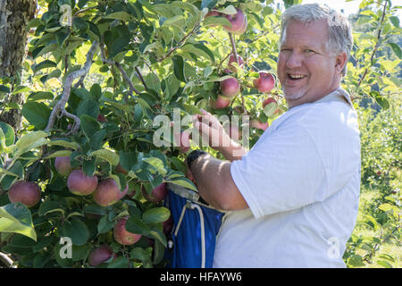 Man smiling, arrêtant les pommes Banque D'Images