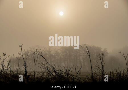 Le soleil du matin brille par temps brumeux près de York, après une nuit de brouillard et des températures sous zéro à travers les régions du sud de l'Angleterre. Banque D'Images