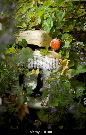 Un vieux camion de travail abandonnés dans une zone boisée, est envahi par les arbres et les feuilles qui presque complètement cacher. Banque D'Images