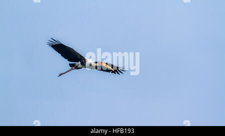 Cigogne peinte battant isolé dans ciel bleu ; espèce Mycteria leucocephala famille des Ciconiidae Banque D'Images