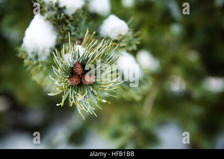 La neige a couvert de pins sur la pointe d'une branche. Banque D'Images