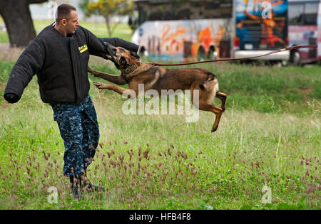 130413-N-WF272-005 PEARL HARBOR (13 avril 2013) La Police militaire chien de travail (MWD) attaques Asta Master-at-Arms 2e classe William Bryan lors d'une agression contrôlée démonstration sur l'Île Ford at Joint Base Harbor-Hickam Pearl. MWDs sont utilisés pour appréhender les suspects et de détecter des explosifs et des stupéfiants lors de la recherche des bâtiments, navires et sous-marins. (U.S. Photo par marine Spécialiste de la communication de masse 3 Classe Diana Quinlan/libérés) Démonstration de l'agression contrôlée 130413-N-WF272-005 Banque D'Images