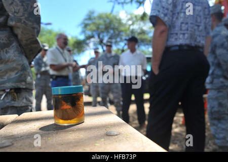 Une noix de coco préservé du scarabée rhinocéros (CEM) de la larve est assis sur un banc au cours d'une visite par Donald R. Schregardus", sous-secrétaire adjoint à la Marine (Environnement), à la CRB In-Vessel Site des opérations sur une base commune (JBPHH Harbor-Hickam Pearl). Le CRB est un profil élevé et les espèces envahissantes est un ravageur des cocotiers et d'autres espèces de palmiers. Au cours de sa visite, Schregardus ont visité plusieurs sites sur JBPHH d'atténuation CRB, ainsi que des aires d'importance écologique sur Pacific Missile Range Facility, à : Nohili Dunes, Turtle Cove, et les nids des oiseaux de Shearwater et sanctuaire. (U.S. Photo de la marine Banque D'Images