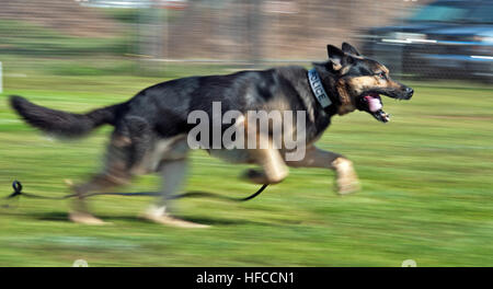 Jimmy, un chien de travail de la police militaire, passe à travers un chenil au cours d'exercices d'entraînement à joint Base Harbor-Hickam Pearl, Washington, 10 avril 2013. Les chiens militaires sont utilisées pour appréhender les suspects et de détecter des explosifs et des stupéfiants. (U.S. Photo par marine Spécialiste de la communication de masse 3 Classe Diana Quinlan/libérés) de la formation de chien de travail militaire exerce 130410-N-WF272-096 Banque D'Images