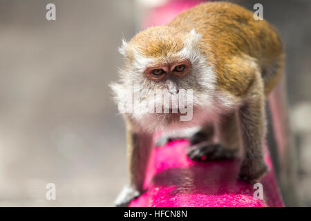 Une longue queue Macaque monkey joue à l'intérieur de grottes de Batu temple hindou à Kuala Lumpur, Malaisie Banque D'Images