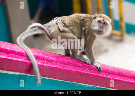 Une femelle macaque et son bébé repose à Batu Caves temple hindou à Kuala Lumpur, Malaisie Banque D'Images