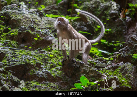 Un singe macaque à longue queue joue à l'intérieur de grottes de Batu temple hindou à Kuala Lumpur, Malaisie Banque D'Images