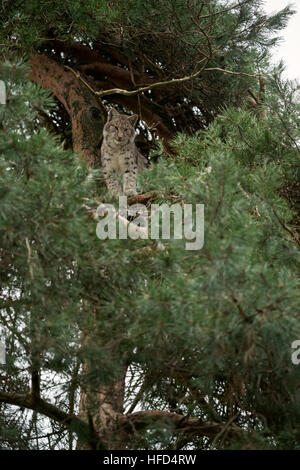 Lynx Boréal / Luchs ( Lynx lynx ) assis / se cacher tout en haut d'un pin, regarder vers le bas avec attention, comportement typique. Banque D'Images