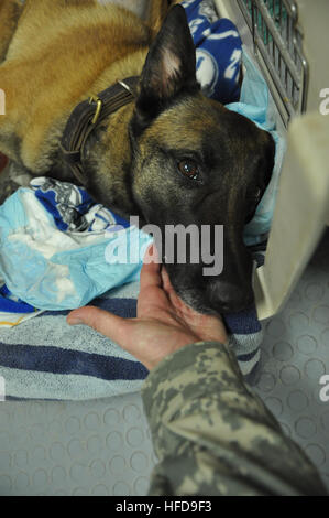 Bazy, une Belge Malinois, se remet d'un abcès de son iliopsois muscle au 401st Brigade de l'Armée de l'appui aux Services vétérinaires au Camp Sapadalure, Afghanistan. Le Major de l'armée américaine Dennis Bell, un vétérinaire avec la 401st a dit qu'elle a présenté avec un gonflement aigu de sa patte arrière droite, oedème sévère et un scanner (CT) a montré l'abcès. Bell a expliqué le radiologue à l'hôpital de rôle III au Camp Bastion, du côté britannique de la Camp Sapadalure, Afghanistan, utilisé TC-orientation pour placer un drain dans son iliopsois muscle et elle est la résolution de bien. Bell dit Bazy avait un re Banque D'Images