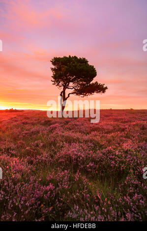 Un lone pine tree parmi la bruyère au lever du soleil. North York Moors National Park, North Yorkshire, UK Banque D'Images