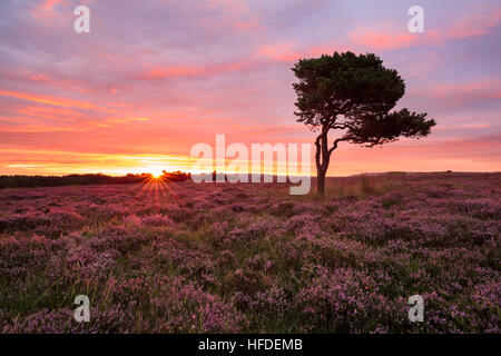 Le soleil se lever sur le North York Moors National Park Banque D'Images