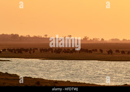 Troupeau de buffles africains dans le coucher du soleil Banque D'Images