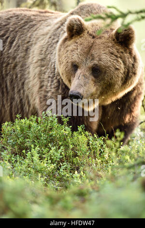 portrait de l’ours Banque D'Images