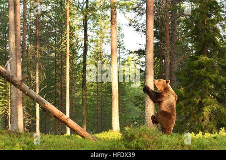 Ours brun européen commençant à grimper sur un arbre. Dans l'ours de la forêt. Banque D'Images