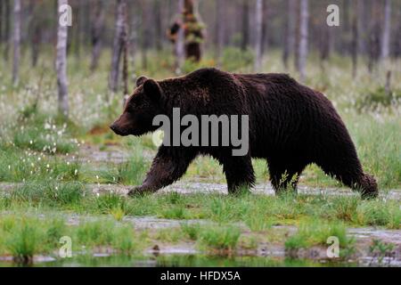 Grand mâle bown bear walking in tourbière de l'été, porte d'autres en arrière-plan