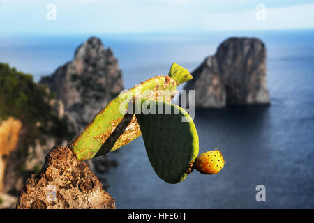 Cactus sur le fond de la célèbre Faraglioni,vue des jardins d'Auguste, Capri, Italie, Europe , Banque D'Images