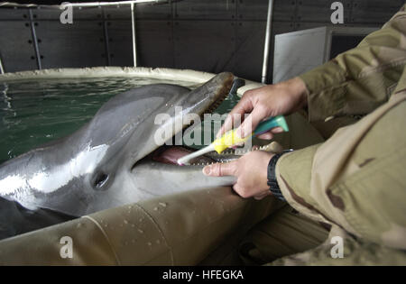 Un Signalman de 2e classe et manipulateur de mammifères du commandant de l'unité opérationnelle CTU-55.4.3 brosse les dents d'un grand dauphin dans le pont de puits de l'USS Gunston Hall (LSD 44) dans le golfe Persique. La CTU-55.4.3 comprend l'équipe navale spéciale de déminage 1, l'unité de plongée de la flotte 3 (Royaume-Uni), l'équipe de déminage (Australie) et les unités mobiles d'élimination d'explosifs 6 et 8, qui mènent des opérations en eaux profondes et peu profondes pour des missions de sécurité et de lutte contre les mines. Banque D'Images