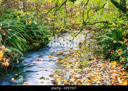 La couleur de l'automne dans l'eau salée, parc d'état de King County, Washington. Banque D'Images