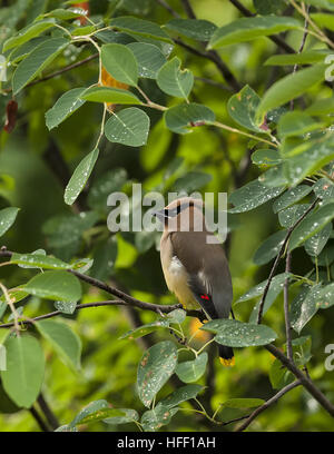 Une famille, Bombycilla cedrorum Jaseur, perché dans un arbre avec des feuilles humides. Banque D'Images