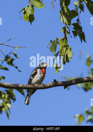 Mâle immature, Cardinal à poitrine rose Pheucticus ludovicianus,, perché sur une branche d'arbre. Banque D'Images