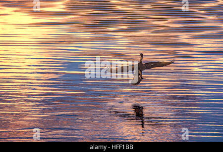 Un cormoran à aigrettes, Phalacrocorax auritus, atterrit sur la rivière Ammonoosuc en fin d'après-midi à Lisbonne, New Hampshire, USA. Banque D'Images