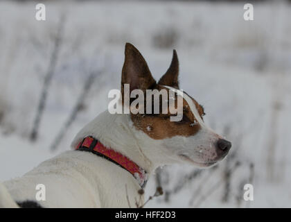 Jack Russell Terrier chien avec de la neige sur son visage, à l'extérieur sur la neige à regarder quelque chose au loin. Banque D'Images