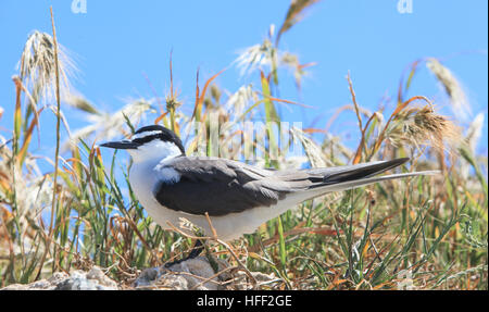 Sterne bridée (Onychoprion anaethetus, anciennement Sterna anaethetus ) sur l'Île Penguin jusqu'à l'ouest de l'Australie Banque D'Images