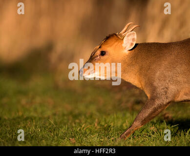 Cerf Muntjac masculins (Muntiacus reevesi), représenté à la soirée d'or du soleil, Warwickshire Banque D'Images