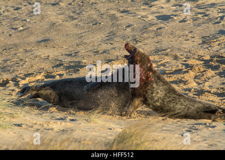 Deux mâles de phoques gris (Halichoerus grypus) se battent à Horsey Beach à Norfolk, au Royaume-Uni, en décembre ou en hiver Banque D'Images