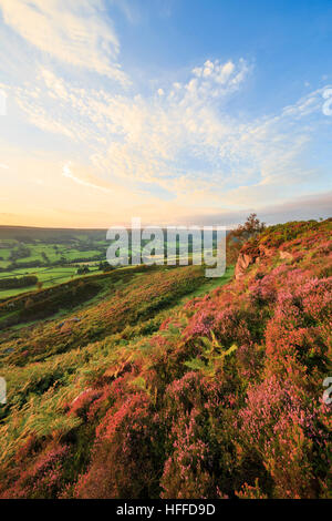 Heather de plus en plus sur la falaise au-dessus de Danby Dale et Botton Village. North York Moors National Park. Banque D'Images
