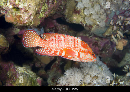 Le Mérou corail Cephalopholis miniata (nage) sur un récif corallien de faire peur au banc de poissons mer goldie (Pseudanthias squamipinnis) et Bicolor Damselfish (Ch Banque D'Images