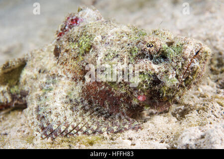 Portrait de faux poisson-pierre ou Devil scorpionfish (Scorpaenopsis diabolus) Mer Rouge, Sharm El Sheikh, Sinaï, Egypte Banque D'Images