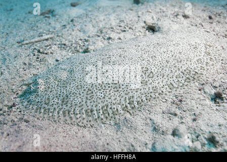 Mer Rouge Moïse seul, tachetés ou Sole sole Finless (Pardachirus marmoratus) sur le fond de sable, mer Rouge, Hurghada, péninsule du Sinaï, Égypte Banque D'Images