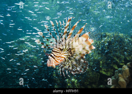 Coucher du soleil rouge de chasse (poissons-papillons Pterois volitans) sur un immense banc de poissons (Atherinomorus Hardyhead Semelle lacunosus), mer Rouge, Dahab, Sinai Peninsul Banque D'Images