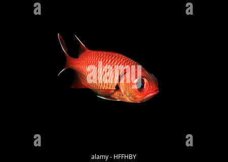 Pinecone Soldierfish ou big-eye soldierfish (Myripristis murdjan) flotte dans l'arrière-plan noir, mer Rouge, Sharm El Sheikh, Sinaï, Egypte Banque D'Images