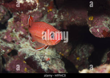 Pinecone Soldierfish ou big-eye soldierfish (Myripristis murdjan) flotte dans l'arrière-plan d'un récif de corail, mer Rouge, Sharm El Sheikh, Sinaï, Banque D'Images