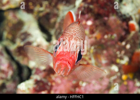 Pinecone Soldierfish ou big-eye soldierfish (Myripristis murdjan) flotte dans l'arrière-plan d'un récif de corail, mer Rouge, Sharm El Sheikh, Sinaï, Banque D'Images