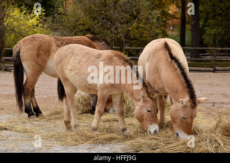 Troupeau de chevaux de Przewalski mangent dans le zoo Banque D'Images