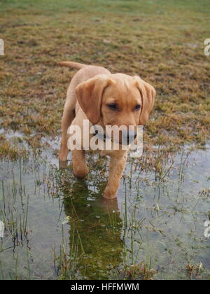 Chiot dans une flaque Banque D'Images