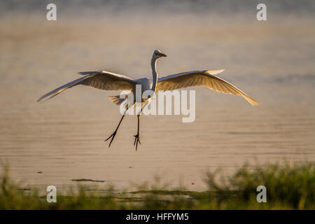 Grande aigrette dans d'Arugam Bay Lagoon, Sri Lanka ; espèce Ardea alba famille des Ardeidae Banque D'Images