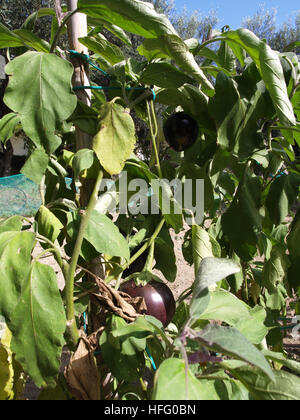 Les aubergines de plus en potager en jardin à Corfou Grèce Banque D'Images