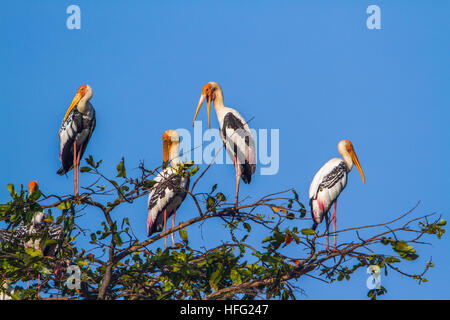 Cigogne peinte dans d'Arugam Bay Lagoon, Sri Lanka ; espèce Mycteria leucocephala famille des Ciconiidae Banque D'Images