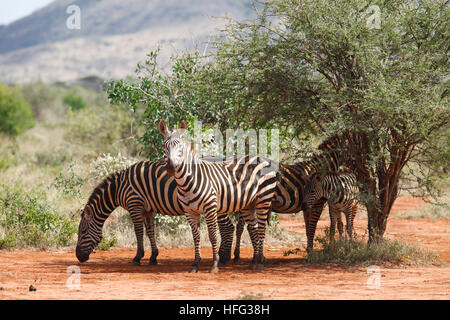 Les zèbres des plaines (Equus quagga) debout dans l'ombre de bush, le parc national de Tsavo Ouest, comté de Taita-Taveta, Kenya Banque D'Images