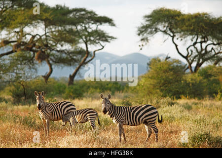 Les zèbres des plaines (Equus quagga), acacias à l'arrière, le parc national de Tsavo Ouest, comté de Taita-Taveta, Kenya Banque D'Images