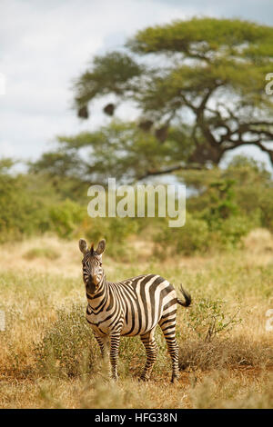 Zèbre des plaines (Equus quagga), acacias à l'arrière, le parc national de Tsavo Ouest, comté de Taita-Taveta, Kenya Banque D'Images