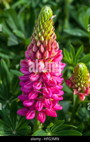 Lupinus polyphyllus, lupin, lupin, lupin Banque D'Images